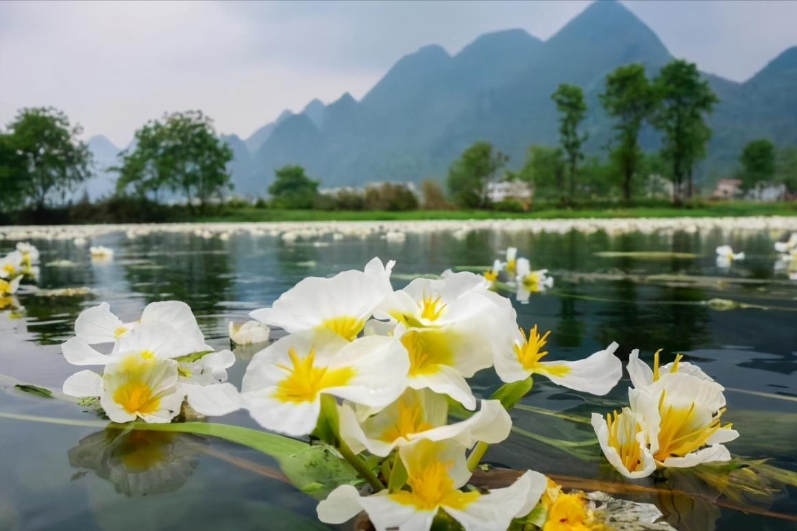 “水性杨花”就是指它，它是我国特有植物，珍贵稀少，见到请珍惜