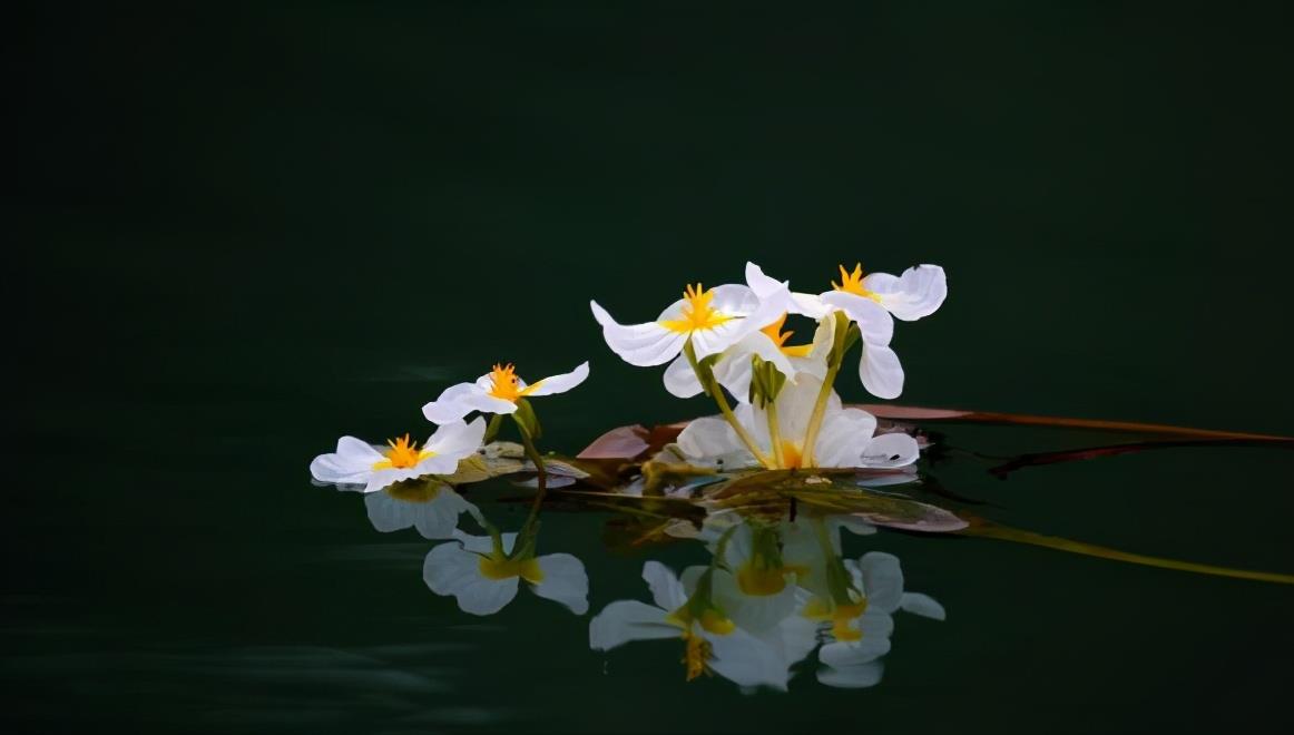 “水性杨花”就是指它，它是我国特有植物，珍贵稀少，见到请珍惜